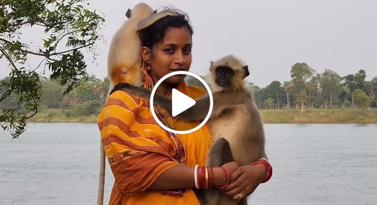 பெற்ற பிள்ளைகளைப்போல் பாசம் காட்டி குரங்கும் வளர்க்கும் அழகிய இளம்பெண்.. குரங்குகள் எப்படி அன்பாக இருக்குனு பாருங்க..!