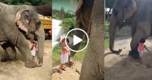 baby_play_with_elephant_nz