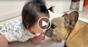 dog_play_with_baby_vid_nzz