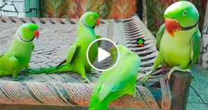 parrot_family_talk