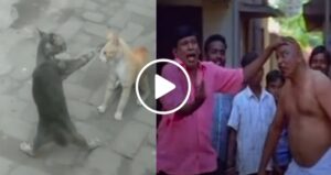 cat_like_vadivelu