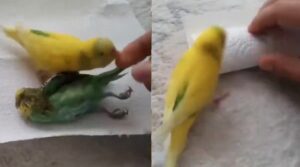 love-birds-pure-love-viral-news